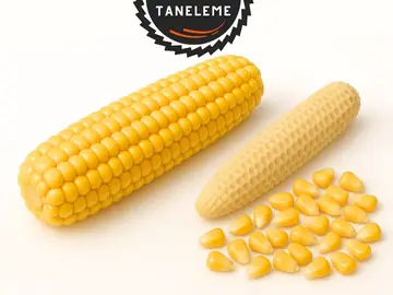 Mısır Taneleme 1